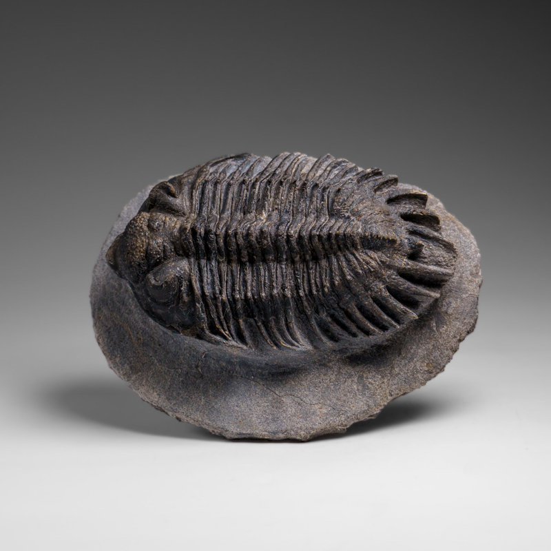 Genuine Crotalocephalina Trilobite In Matrix From Morocco