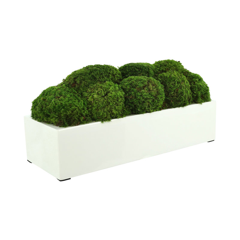 Nature's Nostalgia Moss Plant in Fiberstone Planter, 7" H x 16" W x 7" D, White
