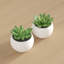 Ensemble de plantes grasses artificielles en pot 2 pièces