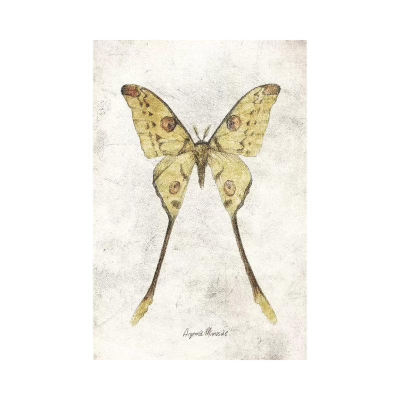 Argema Mimosae by Mike Koubou - Print on Canvas, 66.04cm H x 45.72cm W x 3.81cm D, Wrapped Canvas