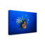 Art mural sur toile tendue - Barathieu Gabriel «Poisson-lion» pour décoration de salon, de chambre à coucher ou de bureau - 22 x 32-30316108