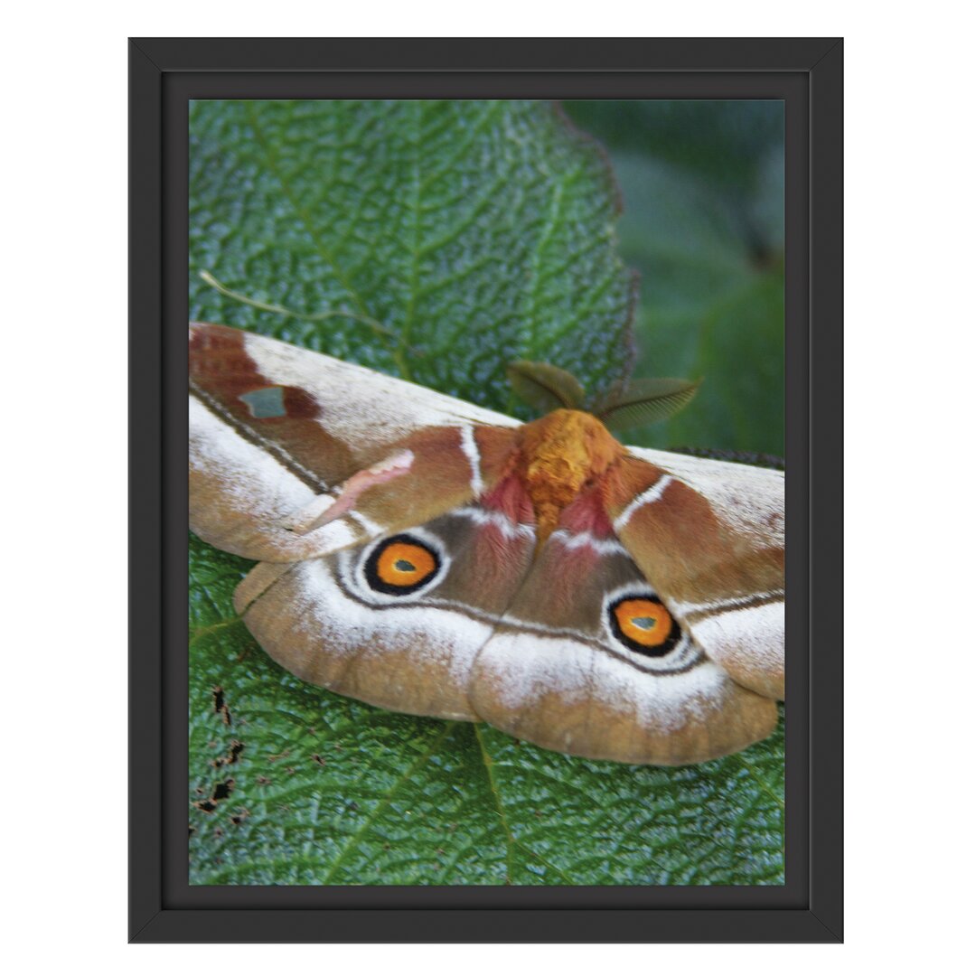 Gerahmtes Wandbild Schmetterling auf Blatt