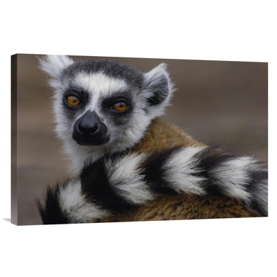 " Ring-Tailed Lemur Portrait "