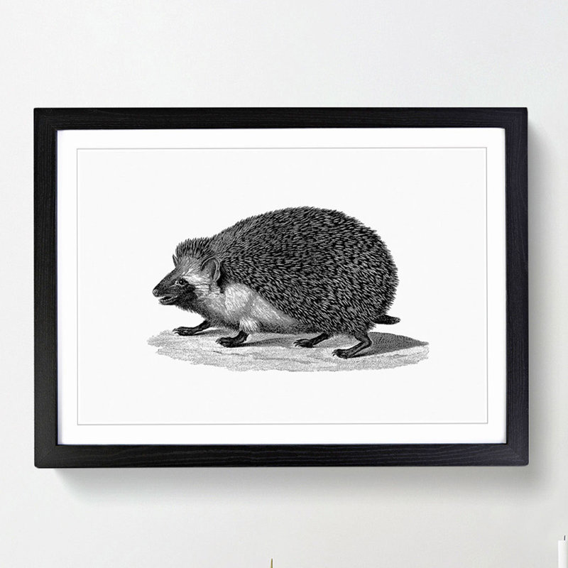 Hedgehog Illustration - Framed Print, 36cm H x 48cm W x 2cm D, Black Framed