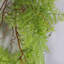 100cm Faux Plant-65743088