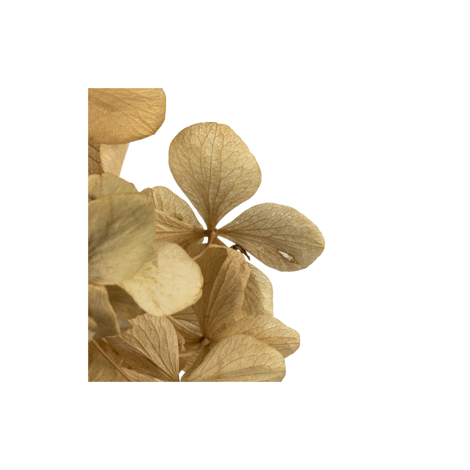 Vickerman Hydrangea Centerpiece, Beige