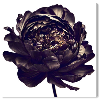Pivoine noire - Impression sur toile