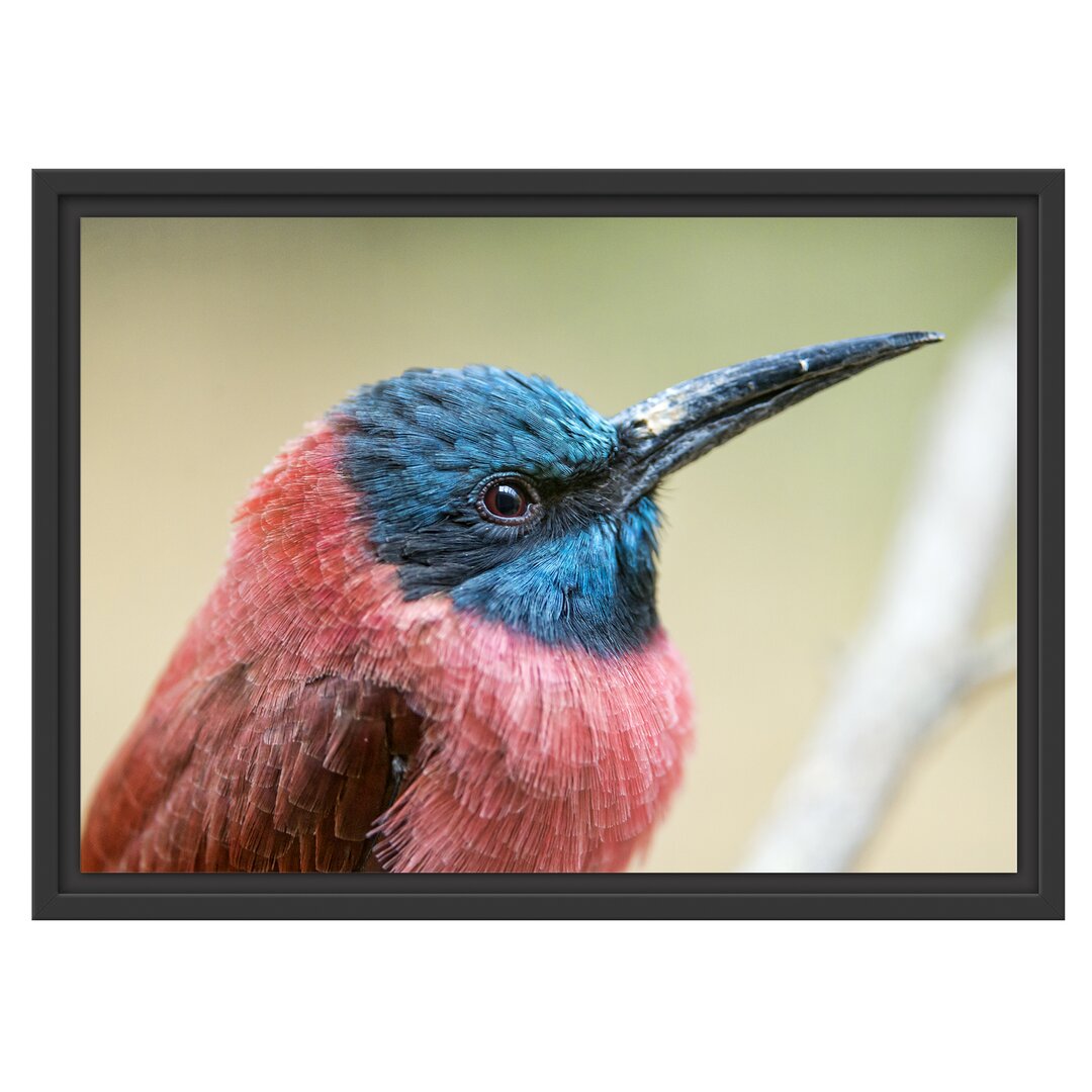 Gerahmtes Wandbild kleiner tropischer Vogel