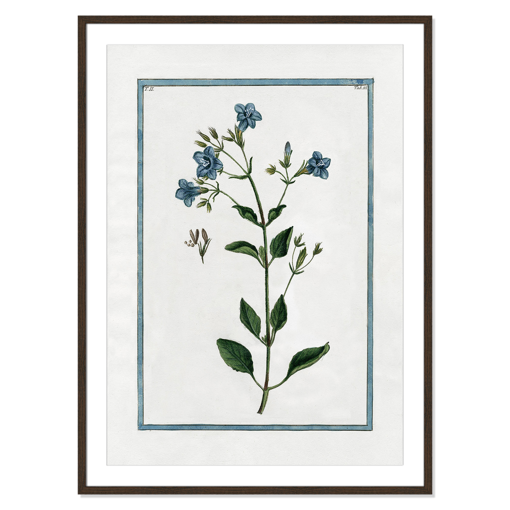 Shabby Elegance Botanical II - Framed Art, 29.5" W x 41.5" H, Walnut Framed