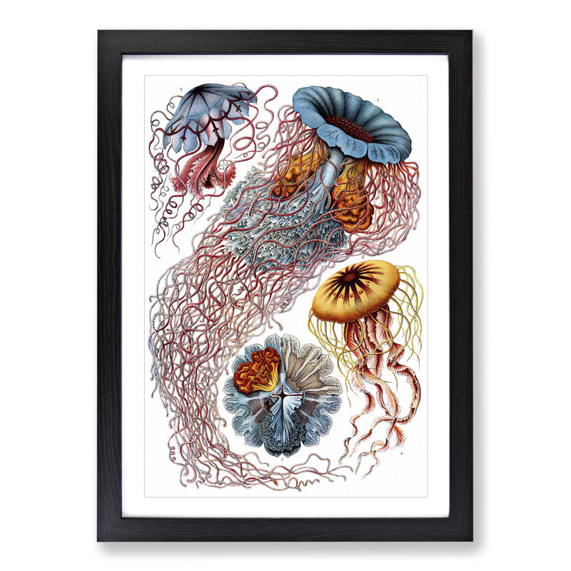 Jellyfish by Ernst Haeckel - Picture Frame Painting, 36cm H x 27cm W x 2cm D, Black