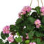 Geranium Hanging Basket Arrangement in Basket
