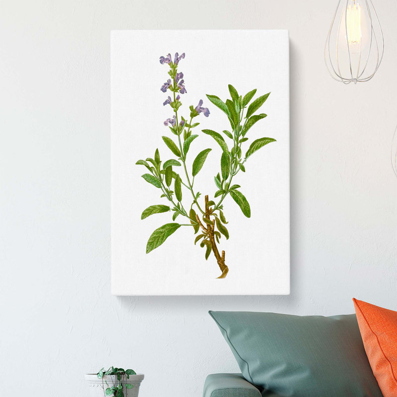Garden Sage Flowers by Pierre-Joseph Redoute - Wrapped Canvas, 60cm H x 40cm W x 3cm D