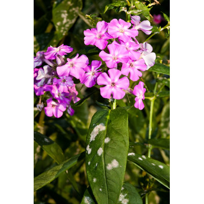 Mildew On Phlox by Copit - Wrapped Canvas Print