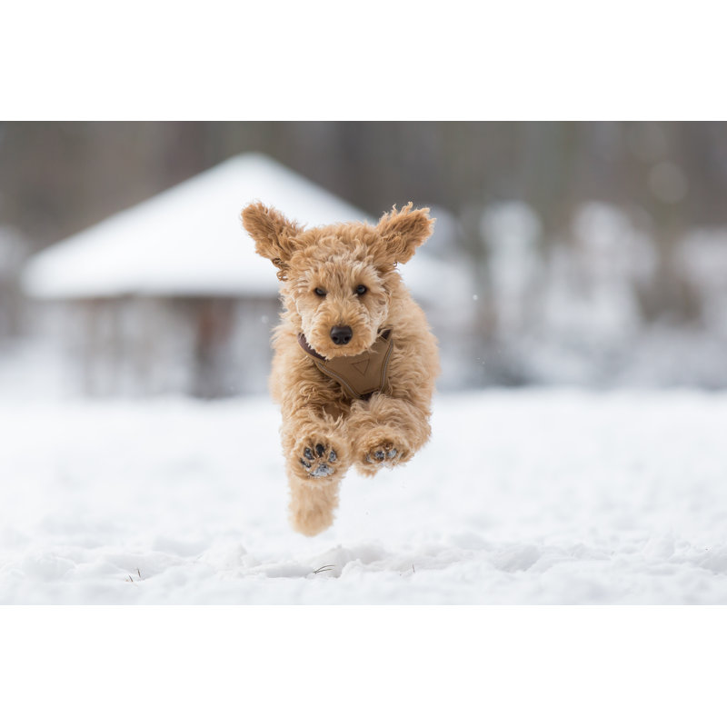 Poodle puppy is jumping in the snow 1 Piece Wrapped Canvas Wall Art, 20.32cm x 30.48cm