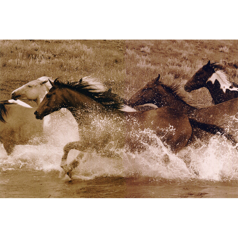 Horse River Race, H 16 po x l 24 po