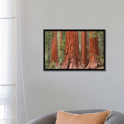 " Mariposa Grove " by Adam Burton