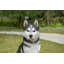 LARGE BLACK & WHITE SIBERIAN HUSKY SITTING