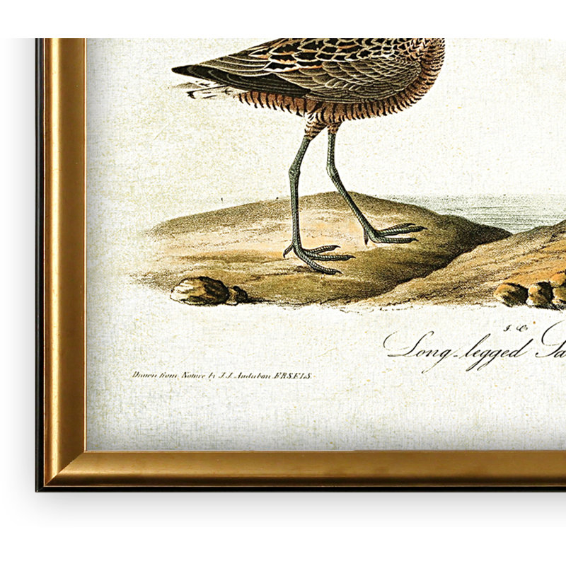 " Aviary Sketch III " Graphic Art Print, 27" H x 39" W x 2" D, Gold Framed, No Mat