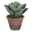 Cactus moelleux en pot