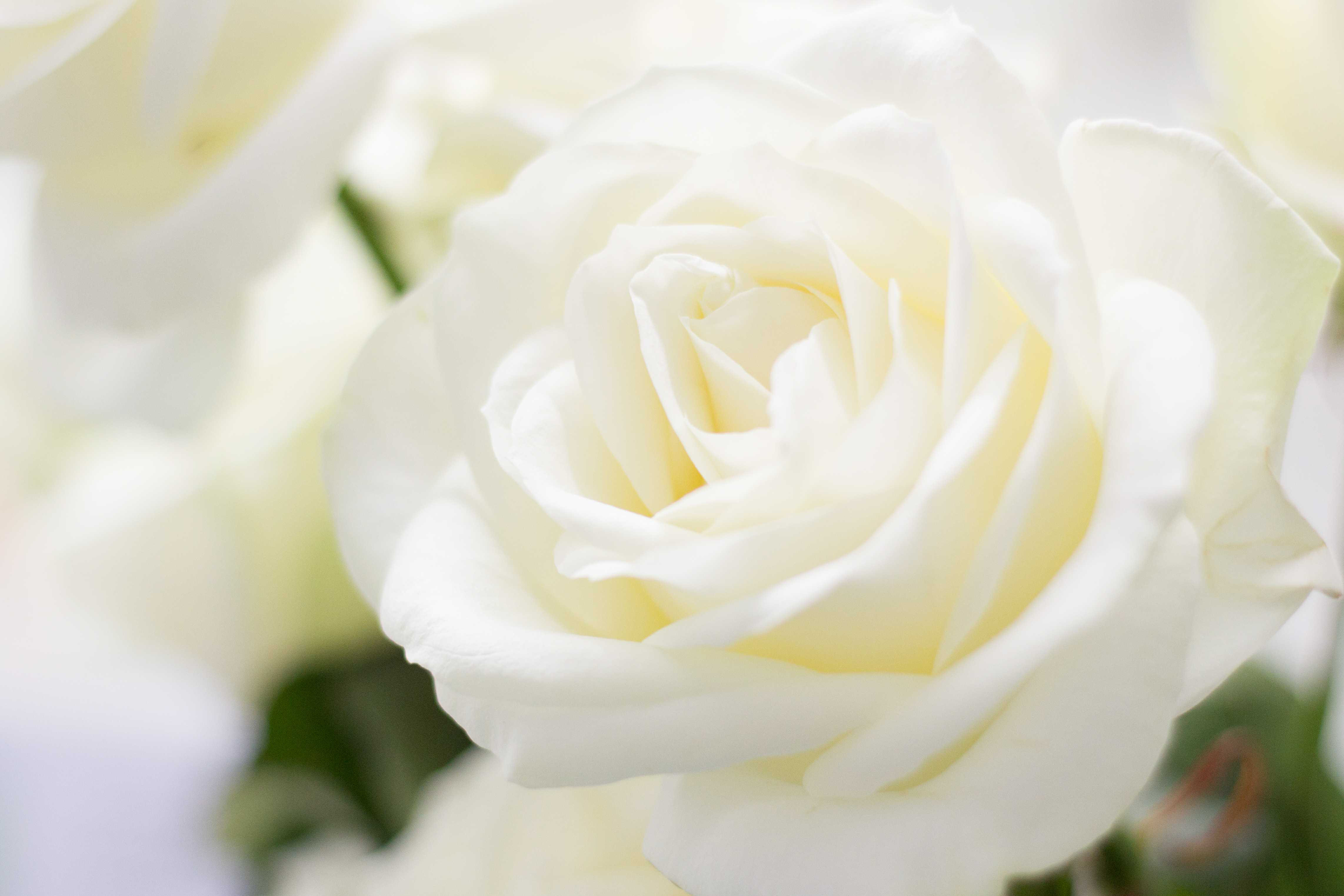 Ebern Designs White Rose - Wrapped Canvas Photograph | Wayfair