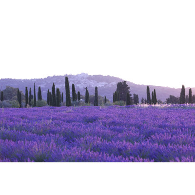 Lavender Field by Pawel.gaul - Wrapped Canvas Print