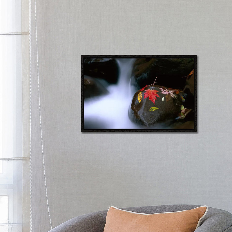 Little Pigeon River Cascading Among Rocks And Colorful Maple Leaves Great Smoky Mountains TN II by Tim Fitzharris - Gallery-Wrapped Canvas Giclée on Canvas