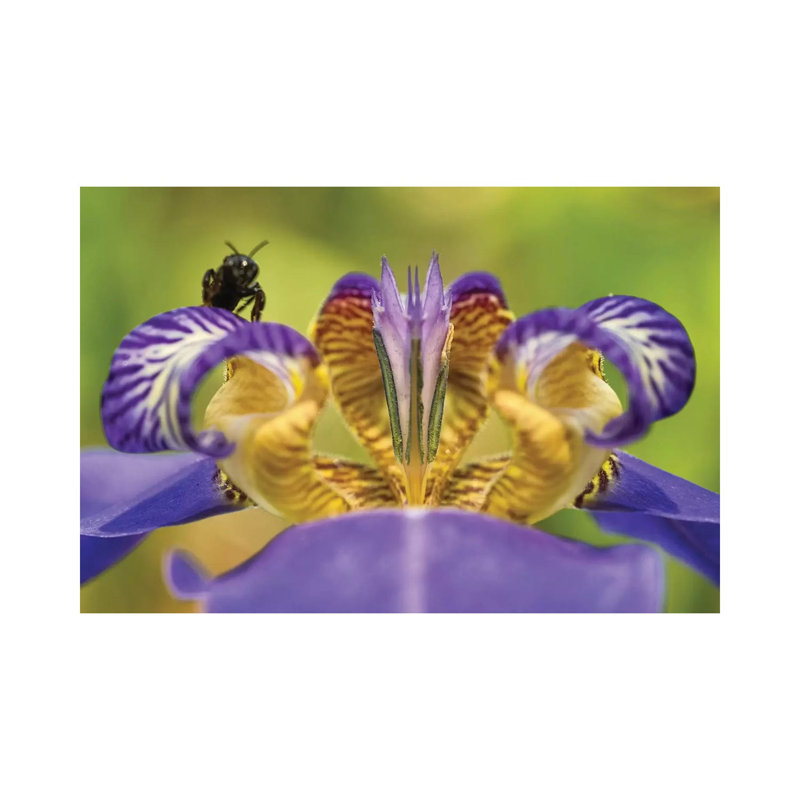 Bee On Purple Flower by Glauco Meneghelli - Wrapped Canvas Print, 66.04 cm H x 45.72 cm W x 1.91 cm D