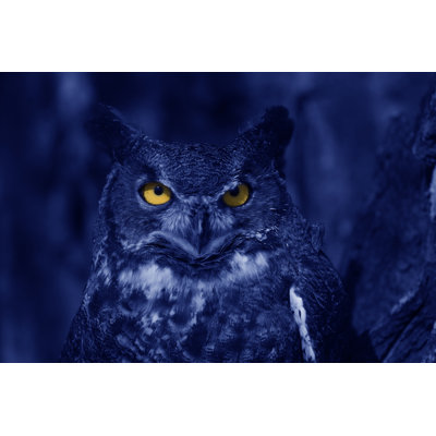 Chouette qui veille la nuit par Ze14361