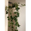 Plante de lierre artificiel de 66 cm en pot de céramique, plante d'intérieur suspendue-887758189