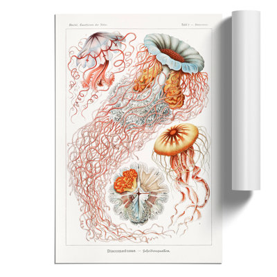 Discomedusae Jellyfish by Ernst Haeckel - Frameless Print