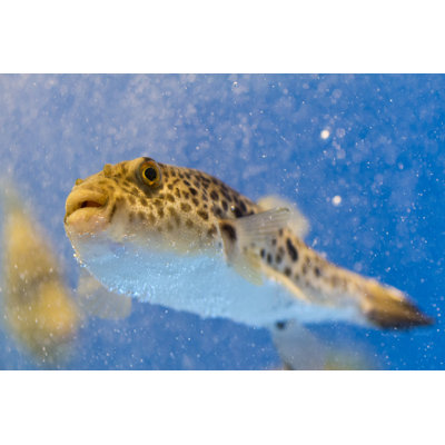 Blowfish Swimming - Wrapped Canvas Print