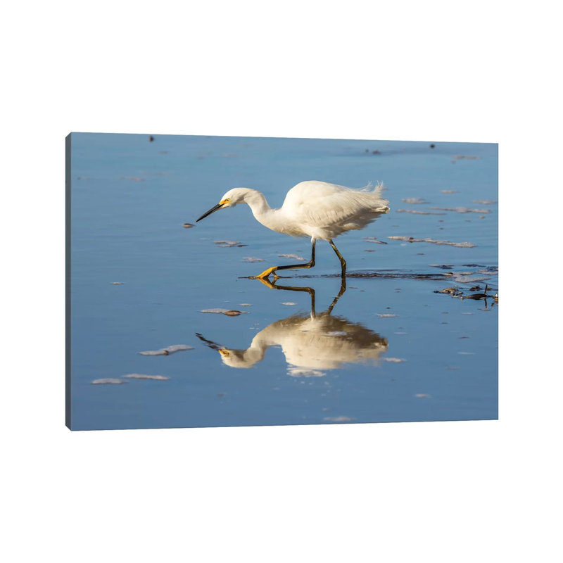 Usa, California, San Luis Obispo County. Snowy Egret Reflects In Ocean Water. by Jaynes Gallery - Wrapped Canvas Gallery-Wrapped Canvas Giclée