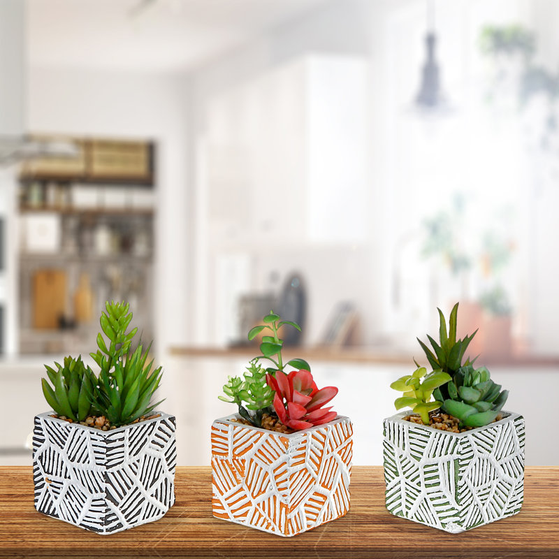Arrangement floral de plantes succulentes en pot