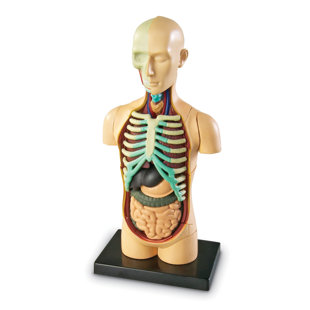 Model Human Body Anatomy
