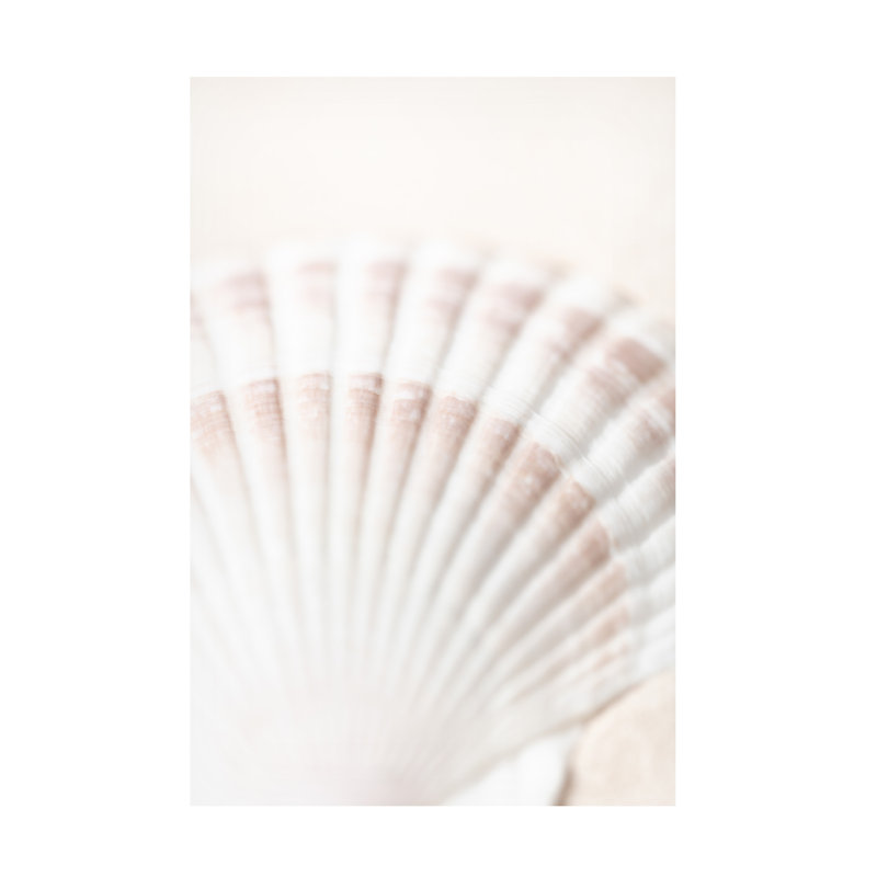 Coquillage sur toile, H 47 po x l 30 po x P 2 po
