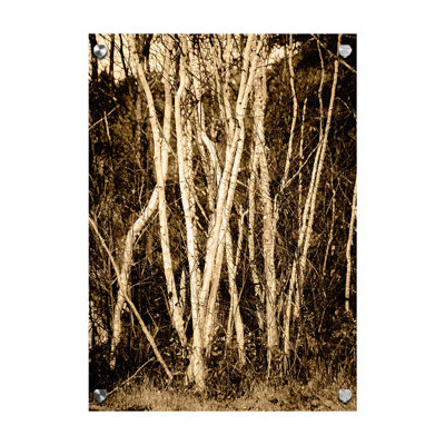 Bouleau d'automne par Hal Halli