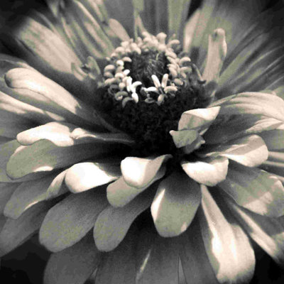 fleur 1