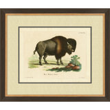 Bison 1 Print