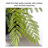High Imitation Green Plant Jacaranda Tree
