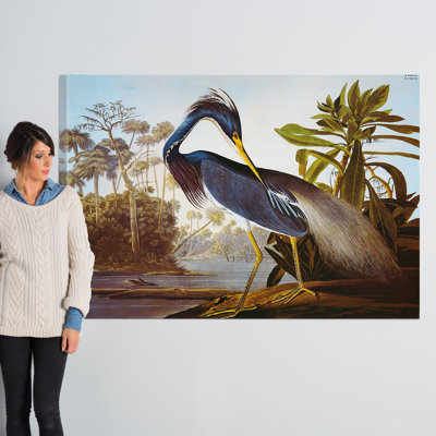 James Audubon - Print
