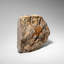 Genuine Ophiuroidea Brittle Star Fossil (2.35 Lbs)