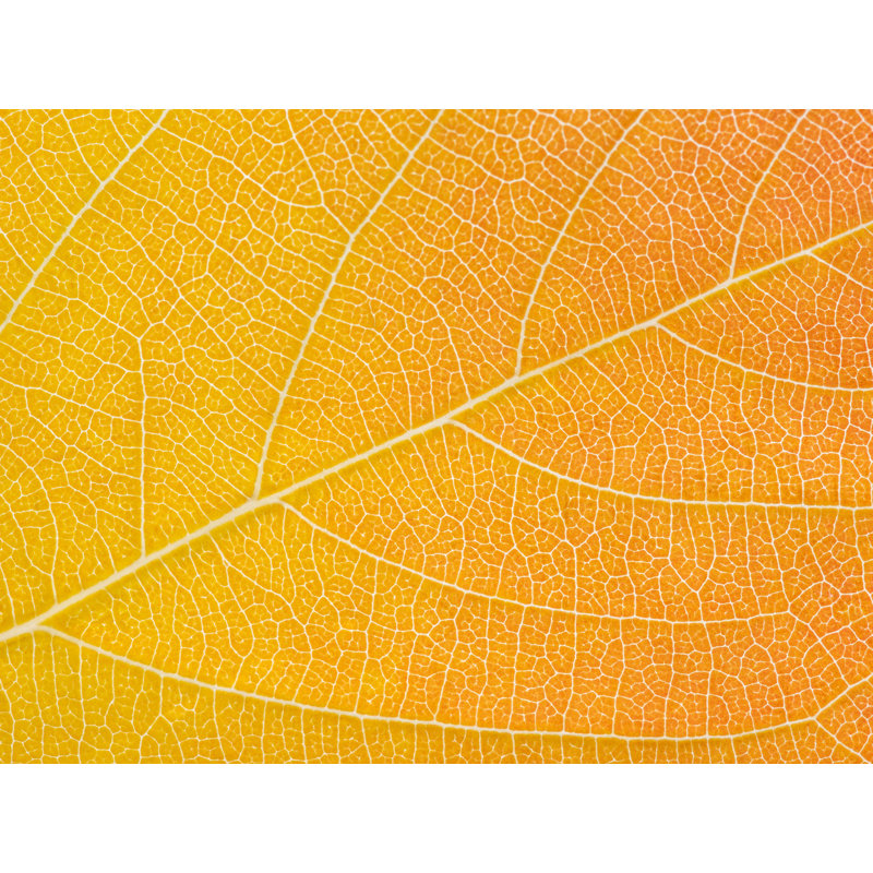 Feuille d'automne par Philippe Moisoux - photographie, Papier avec cadre noir, H 17,2 po x l 21,2 po