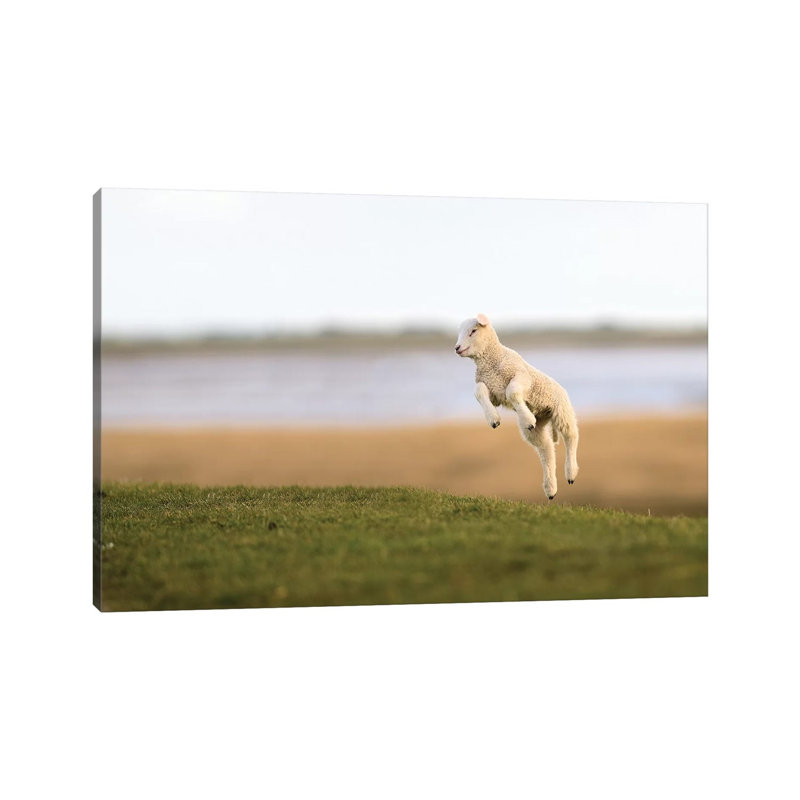 Jumping Lamb II by Elmar Weiss - Wrapped Canvas Gallery-Wrapped Canvas Giclée, 20.32 cm H x 30.48 cm W