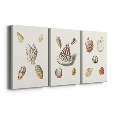 Pastel Knorr Shells VI -Custom Wrapped Gallery Canvas - 3 Pieces