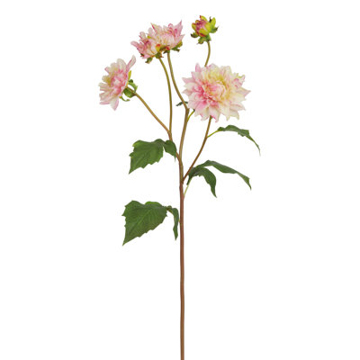 DAHLIA STEM