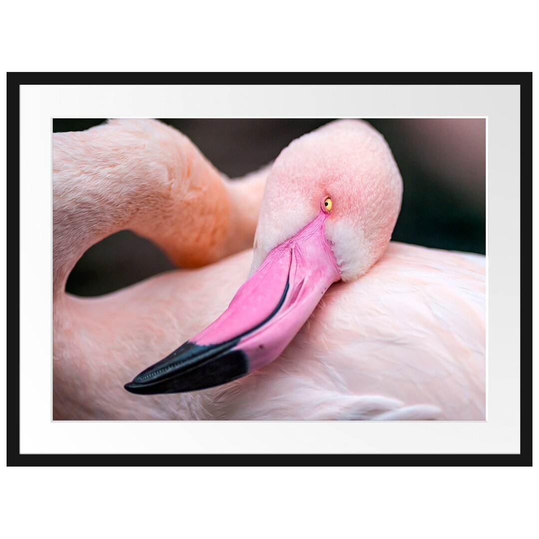 Gerahmtes Poster Schöner Flamingo