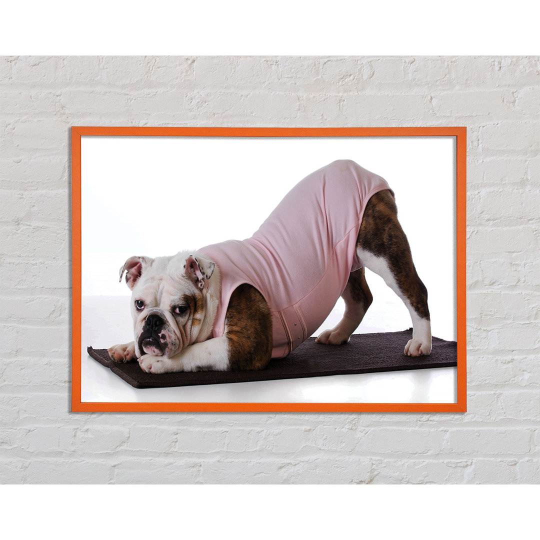 Gerahmtes Leinwandbild British Bulldog Yoga Stretch