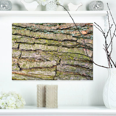 " Thick Tree Skin Close-Up "