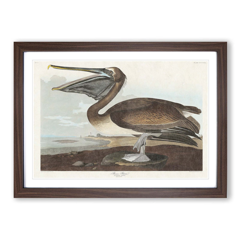 A Brown Pelican by John Audubon - Single Picture Frame Painting, 24cm H x 33cm W x 2cm D, Walnut Framed