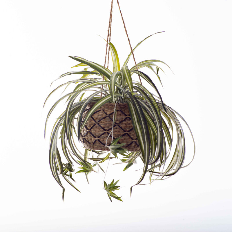Panier suspendu mixte